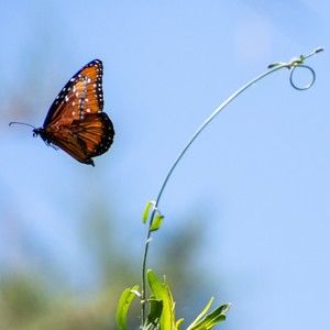 Meet your Posher, Lorilynn